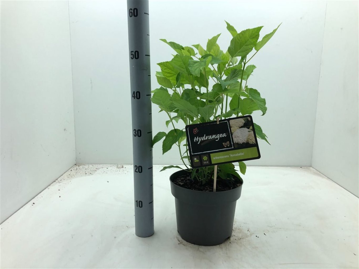 Hydrangea a. 'Annabelle' - C5